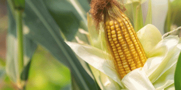 Russia’s Corn Export Potential: Set to Surpass 8.7 Million Tons by 2030