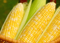 Why Some Corn Fields in Kansas Are Left to Dry Before Harvest