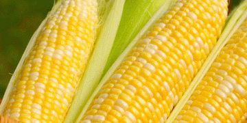 Why Some Corn Fields in Kansas Are Left to Dry Before Harvest