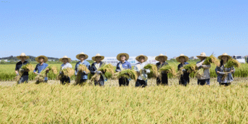 Cheongju’s Latest Innovation: ‘Dalmalkun Rice’ to Shine as New Chuseok Harvest