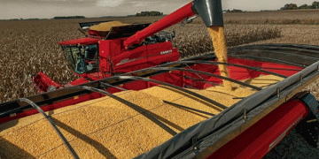 U.S. Corn Production in 2024: Second Highest Output in a Decade Amidst Global Market Trends