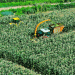 Wanquan’s Sweet Corn Boom: How Quality and Innovation Are Shaping the Future of Agriculture