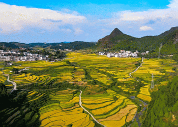 A Bumper Harvest: Guojiawan Village’s Tradition of Terrace Rice Cultivation Thrives