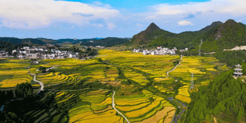 A Bumper Harvest: Guojiawan Village’s Tradition of Terrace Rice Cultivation Thrives