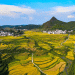A Bumper Harvest: Guojiawan Village’s Tradition of Terrace Rice Cultivation Thrives