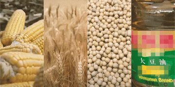 Wheat to Soy: The Latest Shifts and Market Forces in the Chicago Grain Market