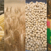 Wheat to Soy: The Latest Shifts and Market Forces in the Chicago Grain Market