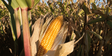 Corn Yield Decline in Russia: Impacts on Exports and Domestic Demand