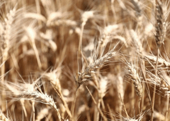 Kuban Rice Harvest Expands: Over 117,000 Hectares Under Cultivation in 2024