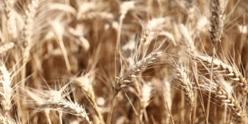 Kuban Rice Harvest Expands: Over 117,000 Hectares Under Cultivation in 2024