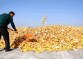 Corn’s New Frontier: How Northeast China is Revolutionizing Corn Processing