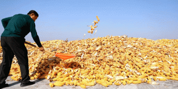 Corn’s New Frontier: How Northeast China is Revolutionizing Corn Processing