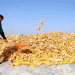 Corn’s New Frontier: How Northeast China is Revolutionizing Corn Processing