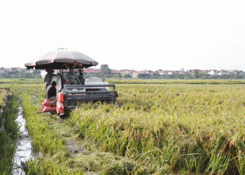 Rising to the Challenge: Kim Bảng Farmers Rush to Harvest Rice After Heavy Flooding
