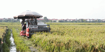 Rising to the Challenge: Kim Bảng Farmers Rush to Harvest Rice After Heavy Flooding