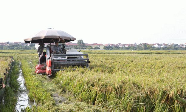 Rising to the Challenge: Kim Bảng Farmers Rush to Harvest Rice After Heavy Flooding