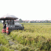 Rising to the Challenge: Kim Bảng Farmers Rush to Harvest Rice After Heavy Flooding