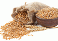 Russia Rises to Third-Largest Wheat Supplier to China: A New Era in Agricultural Trade