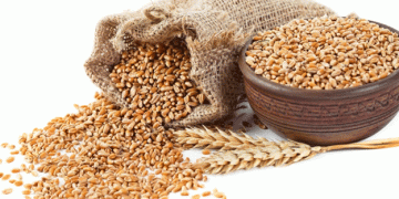 Russia Rises to Third-Largest Wheat Supplier to China: A New Era in Agricultural Trade