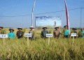 Collaborating for a Greener Future: Low Carbon Rice Project Celebrates a Sustainable Harvest in Madiun