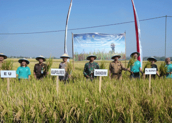 Collaborating for a Greener Future: Low Carbon Rice Project Celebrates a Sustainable Harvest in Madiun
