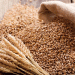 Understanding the Decline in Russian Grain Exports: Implications for Global Agriculture