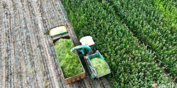 Enhancing Beef Production: The Role of Silage in Zhanglang’s Corn Harvest