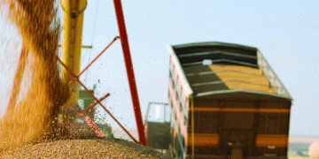 BRICS Grain Exchange: A Boost for Russian Wheat Exports to Brazil?