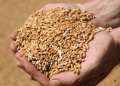 Russian Wheat Exports on the Rise: A Potential Record of 5.5 Million Tons in September