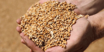 Russian Wheat Exports on the Rise: A Potential Record of 5.5 Million Tons in September