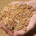 Russian Wheat Exports on the Rise: A Potential Record of 5.5 Million Tons in September
