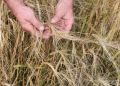 Why Russia’s Wheat Harvest is Declining: The Hidden Impact of Falling Investments