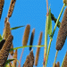 Proso Millet CPRMV-1: A Game-Changer for Rainfed Agriculture and Disease Resistance