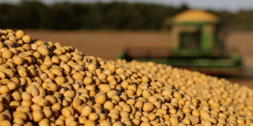 Soybean Harvest Begins in the U.S.: A Look at Early Progress and Crop Conditions