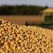 Soybean Harvest Begins in the U.S.: A Look at Early Progress and Crop Conditions