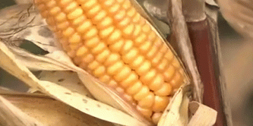 Cultivating Stability: Learning to Harvest Corn for Livestock Feed in Japan