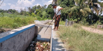 30 Hectares of Government-Supported Corn Fields in Lombok Threatened by Water Shortage and Irrigation Issues