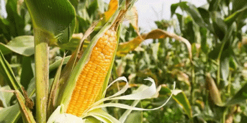 Harvesting Corn: Identifying the Right Time for Maximum Profit