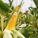 Harvesting Corn: Identifying the Right Time for Maximum Profit