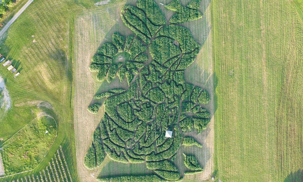 Treworgy Family Orchards Wins USA Today’s Best Corn Maze Contest for the Third Year Running