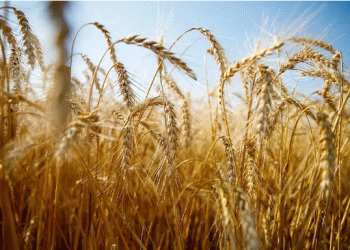 Ulyanovsk Region Achieves Remarkable Harvest Progress with Over 90% of Grain Crops Collected
