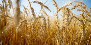 Ulyanovsk Region Achieves Remarkable Harvest Progress with Over 90% of Grain Crops Collected