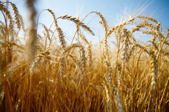 Ulyanovsk Region Achieves Remarkable Harvest Progress with Over 90% of Grain Crops Collected