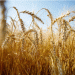 Ulyanovsk Region Achieves Remarkable Harvest Progress with Over 90% of Grain Crops Collected