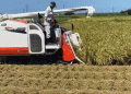 Easing Rice Shortages: Japan’s Agriculture Ministry Reassures Consumers with Rice Harvest Updates