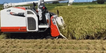 Easing Rice Shortages: Japan’s Agriculture Ministry Reassures Consumers with Rice Harvest Updates