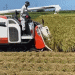 Easing Rice Shortages: Japan’s Agriculture Ministry Reassures Consumers with Rice Harvest Updates