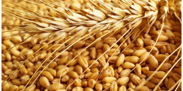 Tackling Quality: Tambov’s 2024 Wheat Crop Outshines Last Year’s Harvest