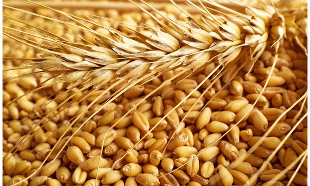 Tackling Quality: Tambov’s 2024 Wheat Crop Outshines Last Year’s Harvest