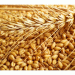 Tackling Quality: Tambov’s 2024 Wheat Crop Outshines Last Year’s Harvest